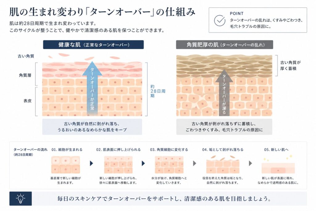 肌のターンオーバーの仕組み
