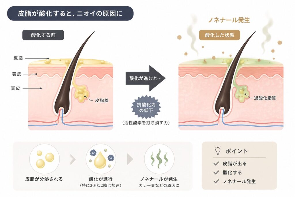 加齢臭の原因ノネナールの発生の仕組み