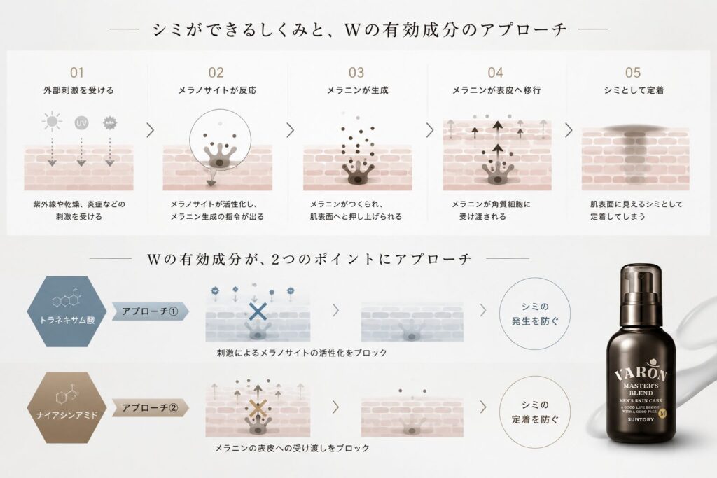 シミができるプロセスと2成分のアプローチ