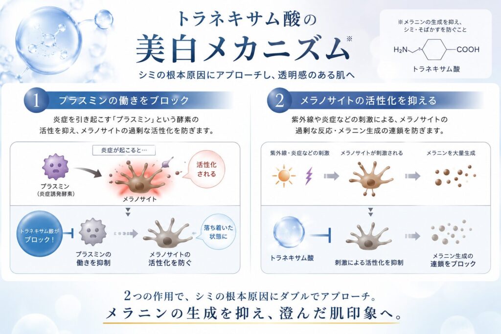 仕組みを成分レベルで解説  トラネキサム酸