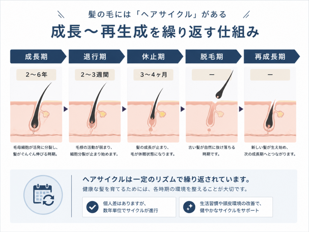「成長→退行→休止→脱毛→再成長」 ヘアサイクルとは